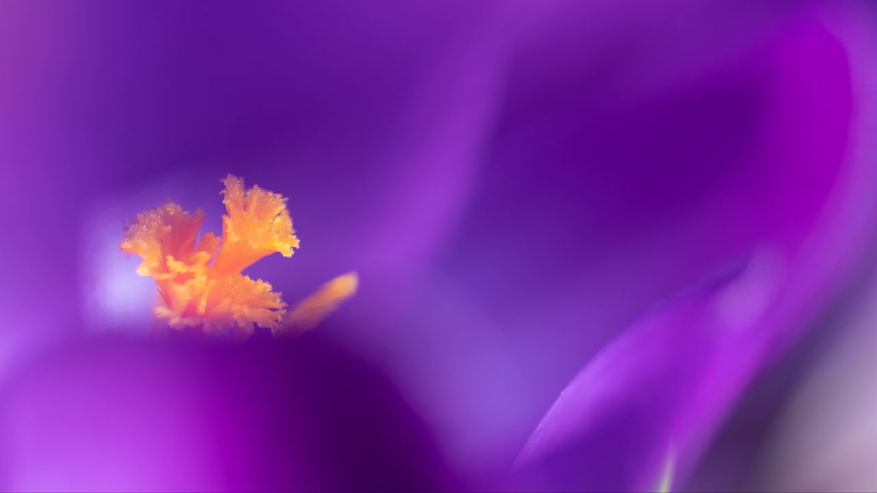 Wallpaper flower, pollen, macro, purple, yellow