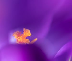 Preview wallpaper flower, pollen, macro, purple, yellow