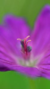 Preview wallpaper flower, pollen, macro, purple, blur