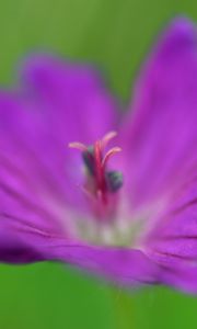 Preview wallpaper flower, pollen, macro, purple, blur