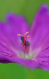 Preview wallpaper flower, pollen, macro, purple, blur