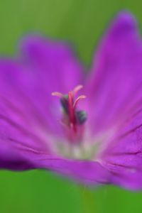 Preview wallpaper flower, pollen, macro, purple, blur