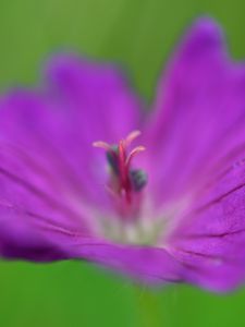 Preview wallpaper flower, pollen, macro, purple, blur