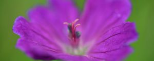 Preview wallpaper flower, pollen, macro, purple, blur