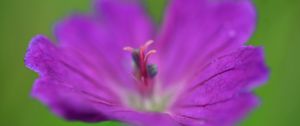 Preview wallpaper flower, pollen, macro, purple, blur