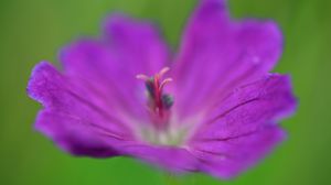 Preview wallpaper flower, pollen, macro, purple, blur