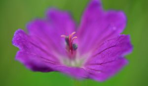 Preview wallpaper flower, pollen, macro, purple, blur