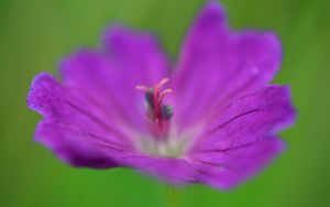 Preview wallpaper flower, pollen, macro, purple, blur