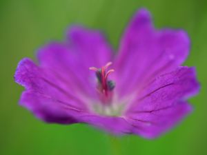 Preview wallpaper flower, pollen, macro, purple, blur