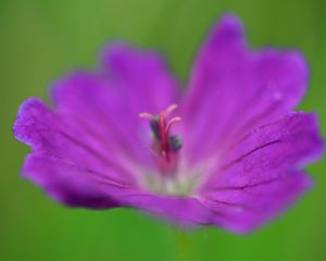 Preview wallpaper flower, pollen, macro, purple, blur