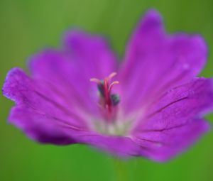 Preview wallpaper flower, pollen, macro, purple, blur