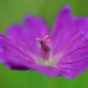 Preview wallpaper flower, pollen, macro, purple, blur