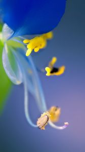 Preview wallpaper flower, pollen, macro, blue