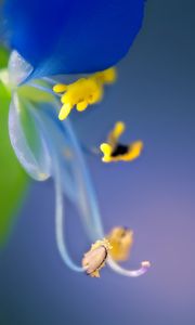 Preview wallpaper flower, pollen, macro, blue