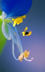 Preview wallpaper flower, pollen, macro, blue