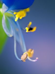 Preview wallpaper flower, pollen, macro, blue