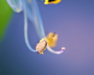 Preview wallpaper flower, pollen, macro, blue