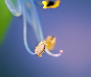 Preview wallpaper flower, pollen, macro, blue