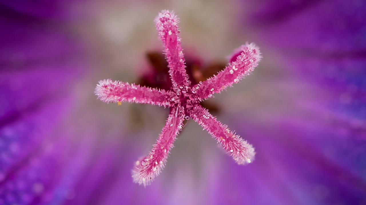 Wallpaper flower, pollen, macro, blur, purple