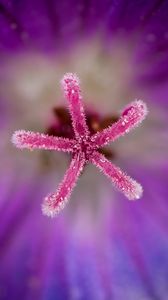 Preview wallpaper flower, pollen, macro, blur, purple