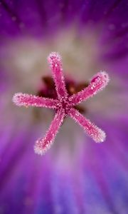 Preview wallpaper flower, pollen, macro, blur, purple