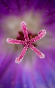 Preview wallpaper flower, pollen, macro, blur, purple