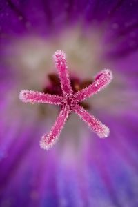 Preview wallpaper flower, pollen, macro, blur, purple