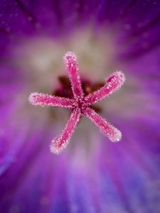 Preview wallpaper flower, pollen, macro, blur, purple