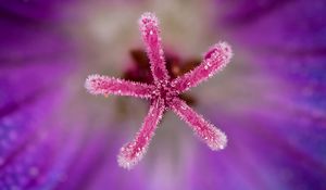 Preview wallpaper flower, pollen, macro, blur, purple