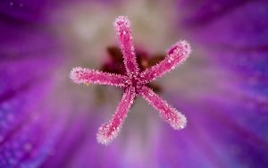 Preview wallpaper flower, pollen, macro, blur, purple