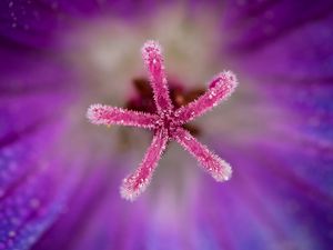 Preview wallpaper flower, pollen, macro, blur, purple