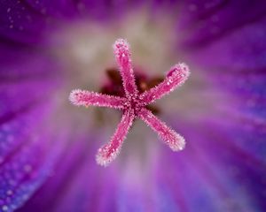 Preview wallpaper flower, pollen, macro, blur, purple