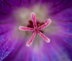 Preview wallpaper flower, pollen, macro, blur, purple