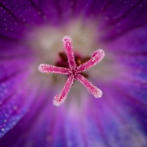 Preview wallpaper flower, pollen, macro, blur, purple