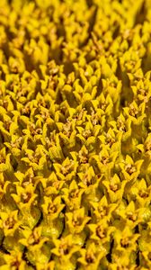 Preview wallpaper flower, pollen, macro