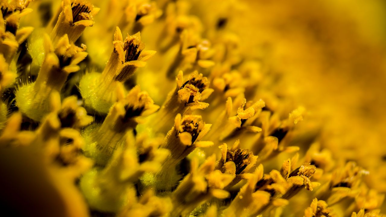 Wallpaper flower, pollen, macro, yellow