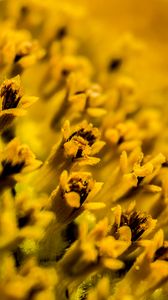 Preview wallpaper flower, pollen, macro, yellow