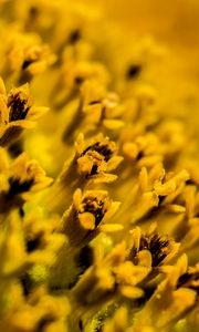 Preview wallpaper flower, pollen, macro, yellow