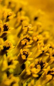 Preview wallpaper flower, pollen, macro, yellow