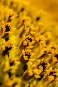 Preview wallpaper flower, pollen, macro, yellow