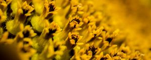 Preview wallpaper flower, pollen, macro, yellow