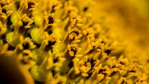 Preview wallpaper flower, pollen, macro, yellow