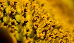 Preview wallpaper flower, pollen, macro, yellow