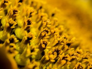 Preview wallpaper flower, pollen, macro, yellow