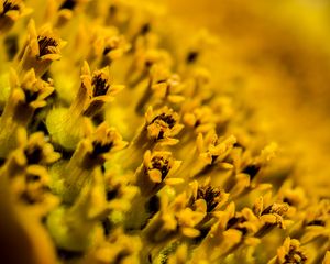 Preview wallpaper flower, pollen, macro, yellow