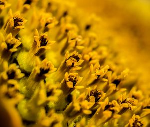 Preview wallpaper flower, pollen, macro, yellow