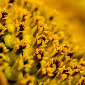 Preview wallpaper flower, pollen, macro, yellow