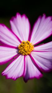 Preview wallpaper flower, pollen, macro, petals