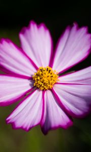 Preview wallpaper flower, pollen, macro, petals