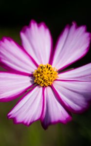 Preview wallpaper flower, pollen, macro, petals